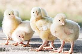 Chick